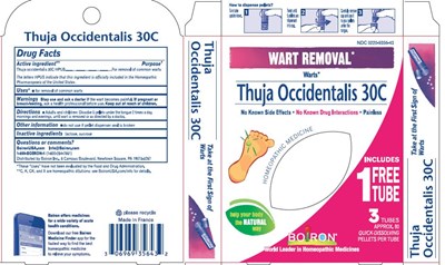 Box (Thuja B2g1)